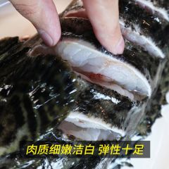 龙胆石斑鱼鲜活老虎斑新鲜龙趸石头鱼海鲜海鱼整条