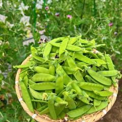 有机方式荷兰豆豆荚豆子豌豆夹豆当季甜脆高山荷兰豆