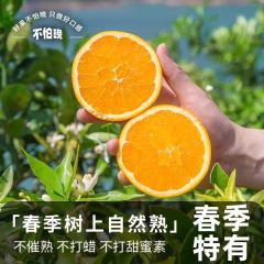 顺丰湖北伦晚橙应季新鲜水果秭归脐橙现摘当季甜橙子春橙送人彩箱